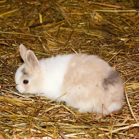 Feriengut Gaarz - Im Park 3 Apartament Gohl