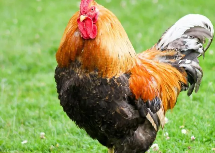 Appartement Feriengut Gaarz - Im Park 3